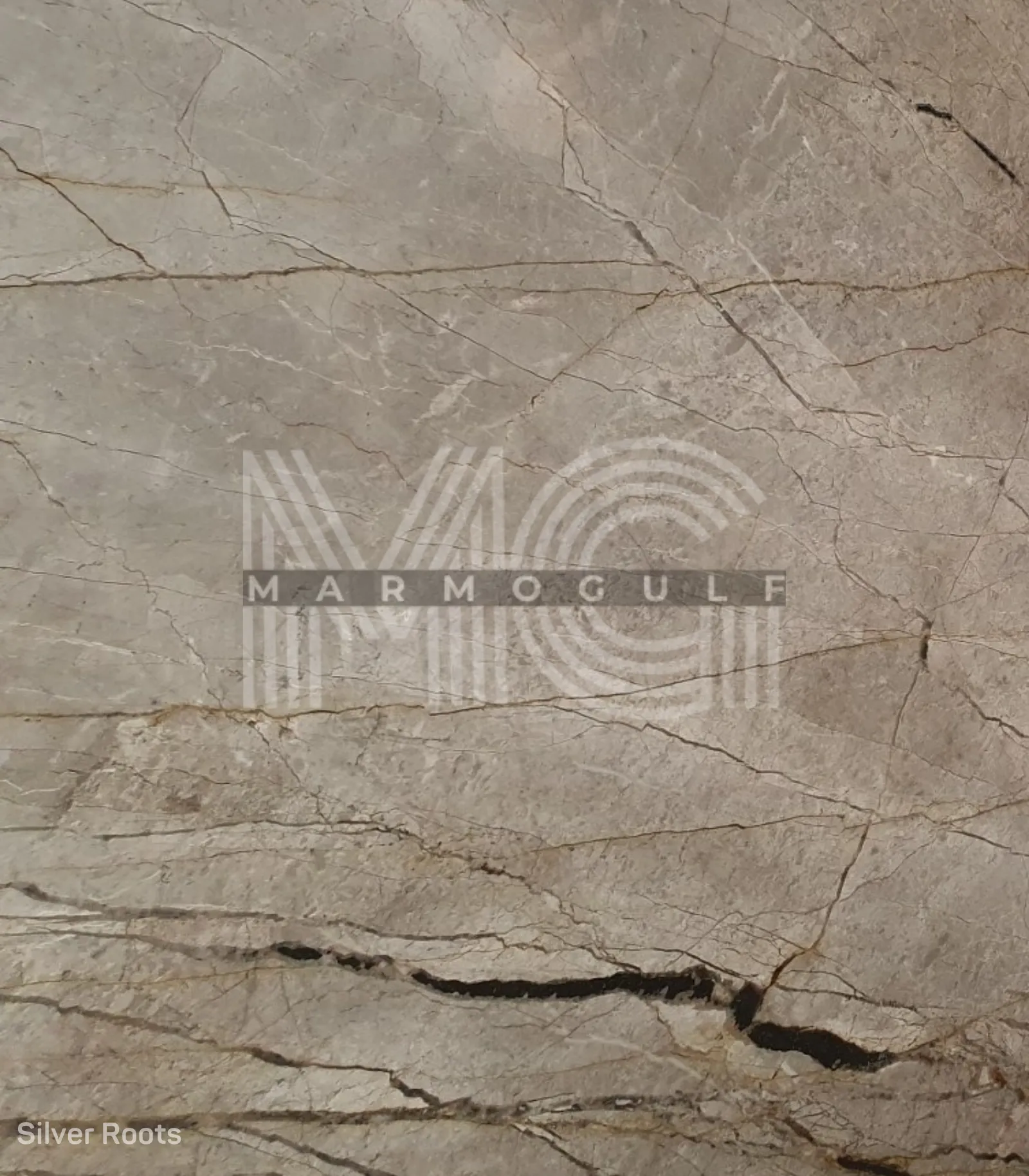 سيلفر رووتس